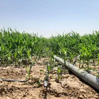 زمین ۳۷۰ هکتاری با چاه عمیق و قنات ، نیشابور