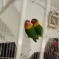 جفت کوتوله مولد