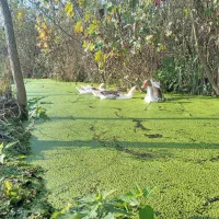 فروش مرغ وخروس وبوقلمون بالغ