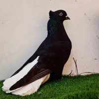 دمسفید عطیقه