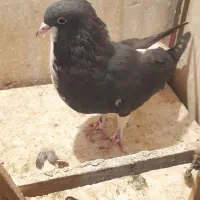 کفتر خوشرنگ سیاه چپ سیاه