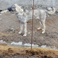 قیمت7میلیون