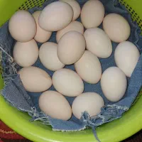 تخم نطفهدار گلینهای اصیل و کرچ شو|حیوانات مزرعه|رشت, سعدی (تختی)|دیوار