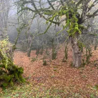 زمین مسکونی سند تک برگ خوسف