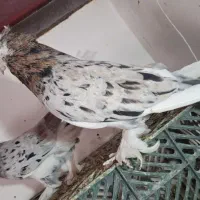 ی جفت هما سرور پا چکمه ای