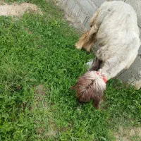 میش شکم دوم ته شاخین