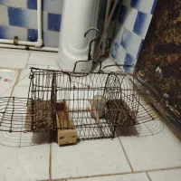 سهره و قفس سهره|پرنده|شهریار, شهرک بهاران (ویره)|دیوار