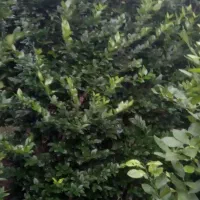 فروش یاس هلندی شمشاد طلایی سبز|گل و گیاه طبیعی|آمل, |دیوار