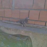 دوعدد کفترقلدر|پرنده|شیروان (خراسان), |دیوار