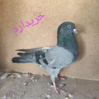 سبزکاکلی ماده