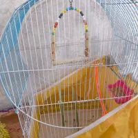 عروس هلندی نر|پرنده|دالاهو, |دیوار