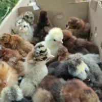 جوجه رنگی .جوجه محلی و اردک