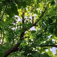 زمین-باغی-ویلایی