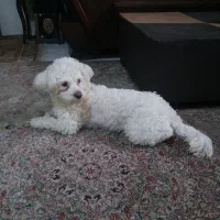 سگ شیتزو ماده|سگ|مشهد, گاز|دیوار