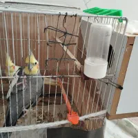 عروس هلندی|پرنده|تربت جام, یحیی آباد|دیوار