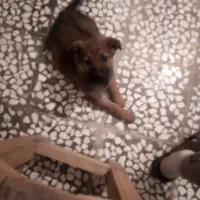 توله سگ ژرمن