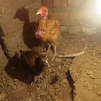 جوجه محلی  شروه ای|حیوانات مزرعه|تیمور آباد, |دیوار