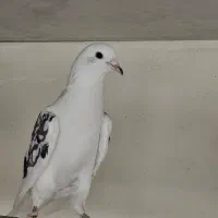 نروماده پرشی
