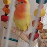 کوتوله صورت هلویی