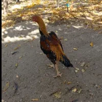 مرغ وخروس لاری اصل