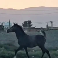 کره نریان از آرشا کیانی|اسب و تجهیزات اسب‌سواری|شیراز, جرسقان|دیوار