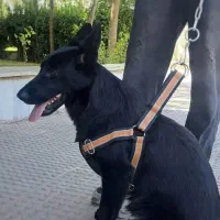 ژرمن بلک اصیل|سگ|وحیدیه, |دیوار