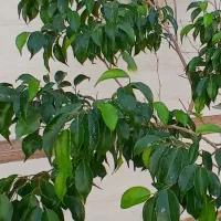 گل طبیعی|گل و گیاه طبیعی|اصفهان, ارغوانیه|دیوار
