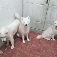 یک جفت سگ سامویید