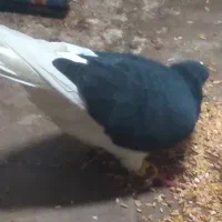 کبوتر خوش رنگ سیاه گم شده