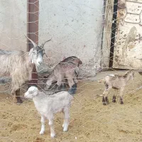 دو عدد بز و چهار عدد بزغاله