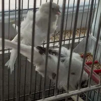 قناری فری|پرنده|محمدشهر, شهرک پیام (مهرالبرز)|دیوار