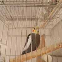 یک جفت عروس هلندی مولد کارداده|پرنده|اقبالیه, |دیوار