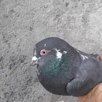 ۵ تاکفتر پرشی|پرنده|قرچک, میرزائی شمالی|دیوار