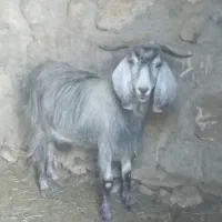 حیوان