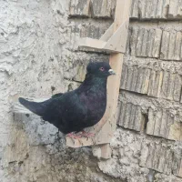 فروش 2عدد دم‌سفید نر