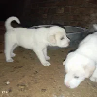 توله سگ