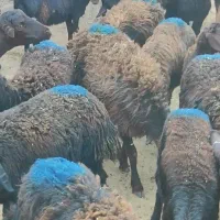 بره ماده های افشار و قزل افشار|حیوانات مزرعه|محمدیه-قزوین, |دیوار