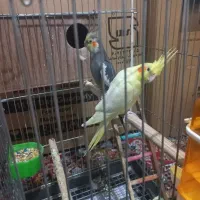 فروش ۲تا عروس هلندی