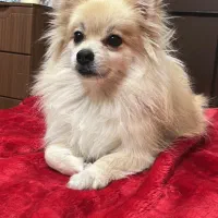 فروش سگ خانگی تربیت شده