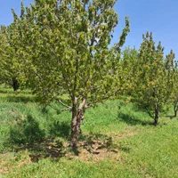 فروش زمین ۲۲۰۰ متری|فروش زمین و ملک کلنگی|قزوین, |دیوار