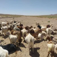 گوسفند|حیوانات مزرعه|کوهبنان, |دیوار