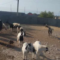 بز و میش|حیوانات مزرعه|حاجی آباد, |دیوار