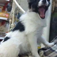 روباهی|سگ|تهران, ائمه اطهار|دیوار