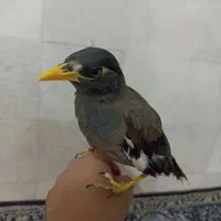 مرغ مینا