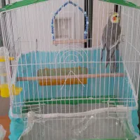 فروش مرغ عشق