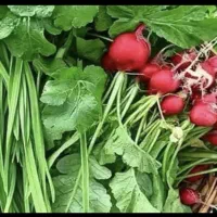 نیروی کار اقا وخانم در فروشگاه سبزیجات اماده