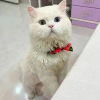 گربه|گربه|شهریار, شهریار|دیوار