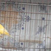 ۸ عدد قناری|پرنده|اراک, |دیوار