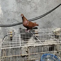 دوتا عدد نر رنگی درجه یک