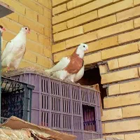 کبوتر